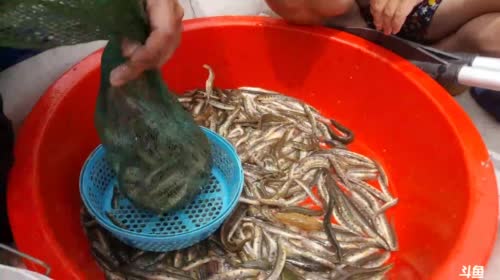 涨水的鱼，退水的虾，爆笼的笼 2017-04-17 12点场