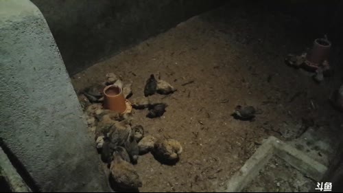 河道寻找迷失的地笼。 2017-03-19 12点场