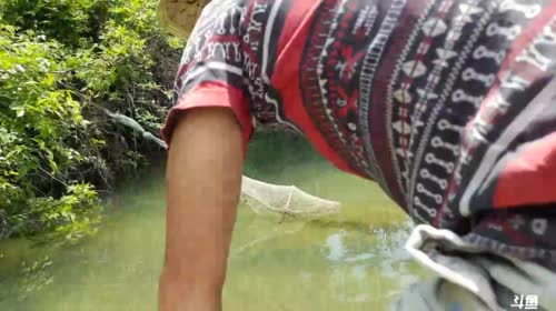 收笼抓甲鱼，水蜂子，黄鸭叫 2017-05-05 11点场