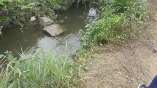 美食全靠打，活的才潇洒 2017-05-19 10点场