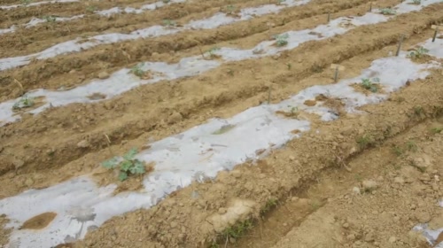 路亚伐桂鱼，求得桌上鲜 2017-05-19 10点场