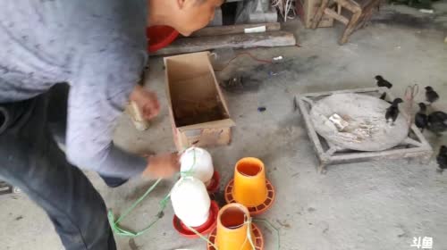 河道收地笼，鱼多多！今日能抓到甲鱼吗？ 2017-04-18 14点场