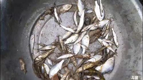 谁是魅力最能吃的 2017-01-11 10点场