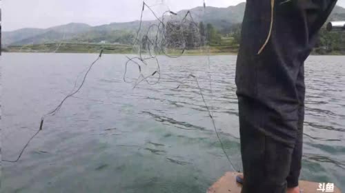 魅力：野生鳜鱼（桂花鱼）收起来 2017-04-19 14点场