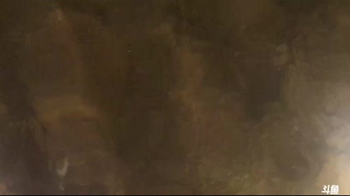 魅力：鱼夹夹水蜂子 2017-03-10 19点场