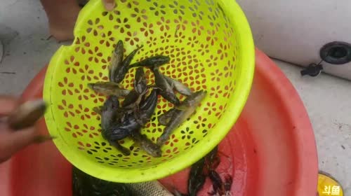 河里鱼儿多 2017-04-20 11点场