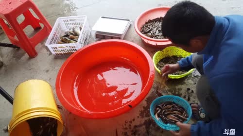 河里鱼儿多 2017-04-20 15点场