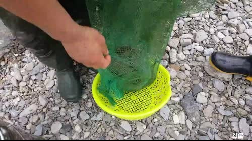 魅力：水蜂子，哪位选手的地笼会鱼最多？ 2017-03-07 10点场