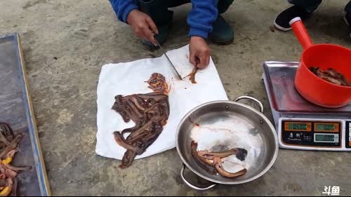 魅力：水蜂子，哪位选手的地笼会鱼最多？ 2017-03-07 12点场