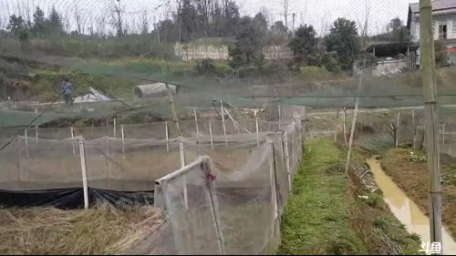 魅力：水蜂子，哪位选手的地笼会鱼最多？ 2017-03-07 14点场