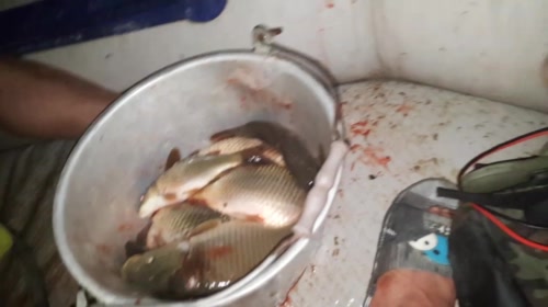 清水摸肥鱼，求得桌上鲜 2017-05-18 21点场