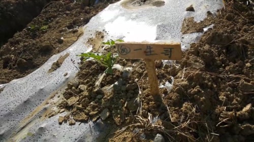 早起收笼，静等地笼大爆炸 2017-05-18 07点场