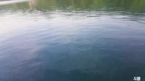 水清桂鱼肥，鱼儿多多多 2017-04-27 16点场