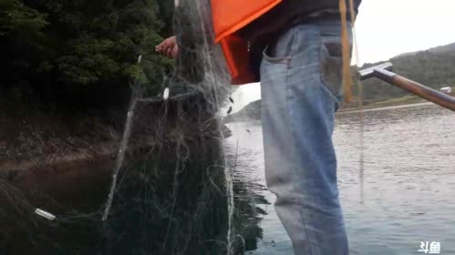 水清桂鱼肥，鱼儿多多多 2017-04-27 18点场