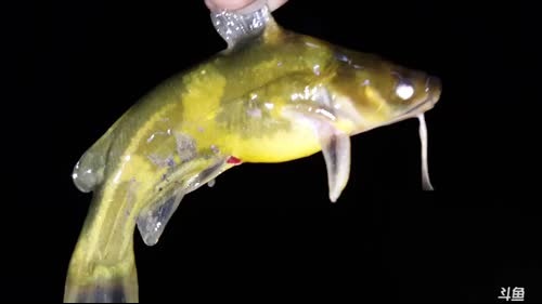 魅力：鱼叉X鱼 2017-03-28 20点场