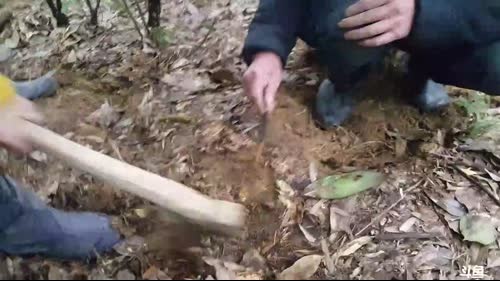 魅力：竹笋炖腊肉，干锅呆子鱼 2017-02-08 15点场