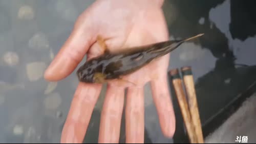 魅力美食：12道颠味道。 2017-03-30 17点场