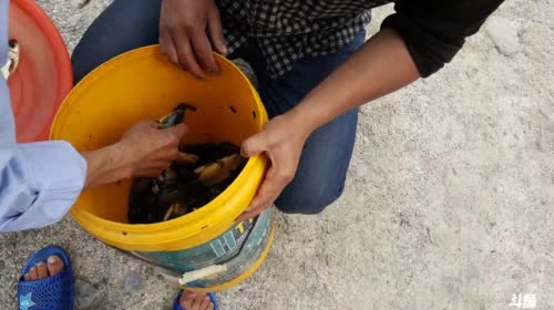 收笼抓甲鱼，水蜂子，黄鸭叫 2017-05-05 14点场