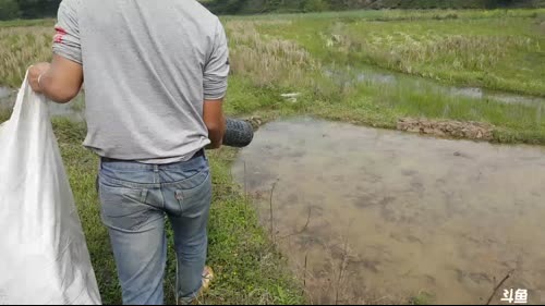 魅力：大大大大大黄鳝 2017-03-31 14点场