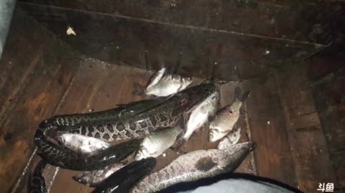 ❌叉❌鱼❌ 2017-04-27 21点场