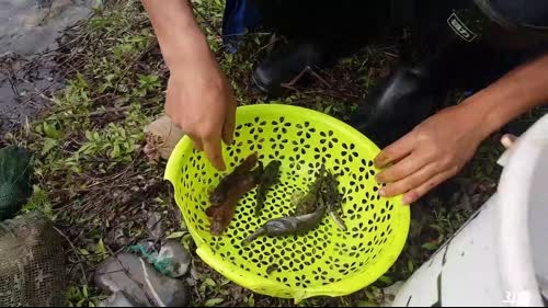 魅力：水蜂子，货多多 2017-03-11 14点场