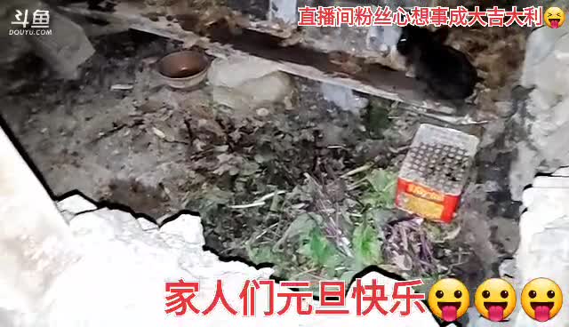 我在斗鱼看许文强户外直播户外
