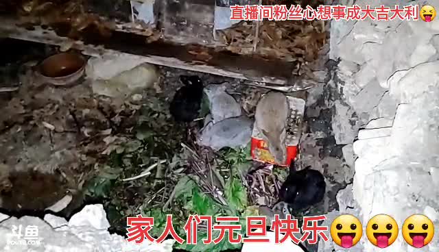 我在斗鱼看许文强户外直播户外
