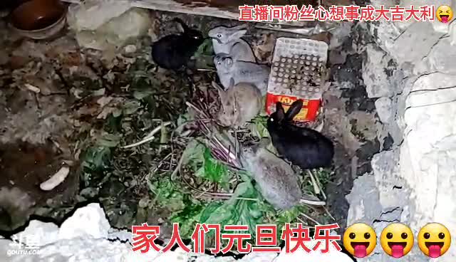 我在斗鱼看许文强户外直播户外