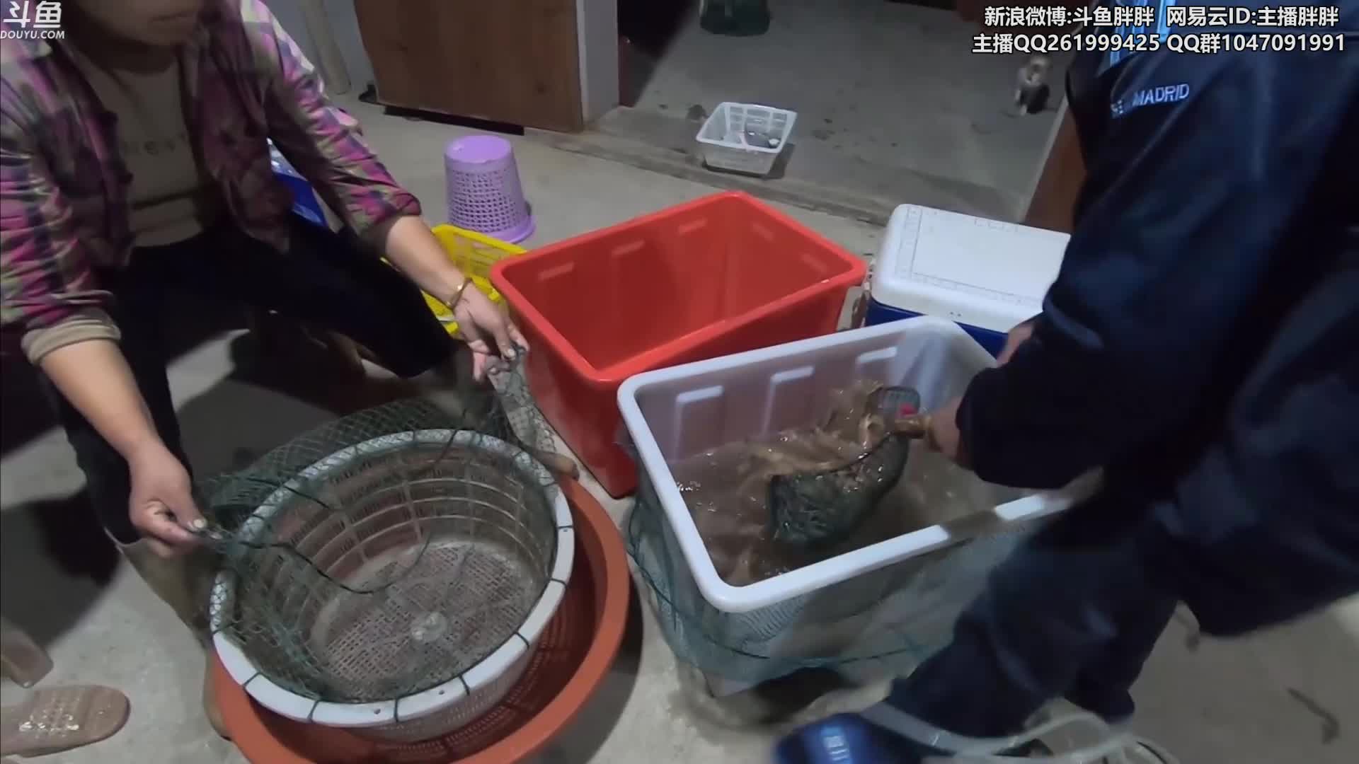 我在斗鱼看胖胖灬直播英雄联盟