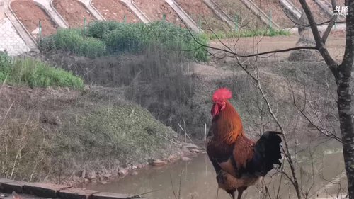 哆啦爱梦梦发布了一个斗鱼视频2020-02-13